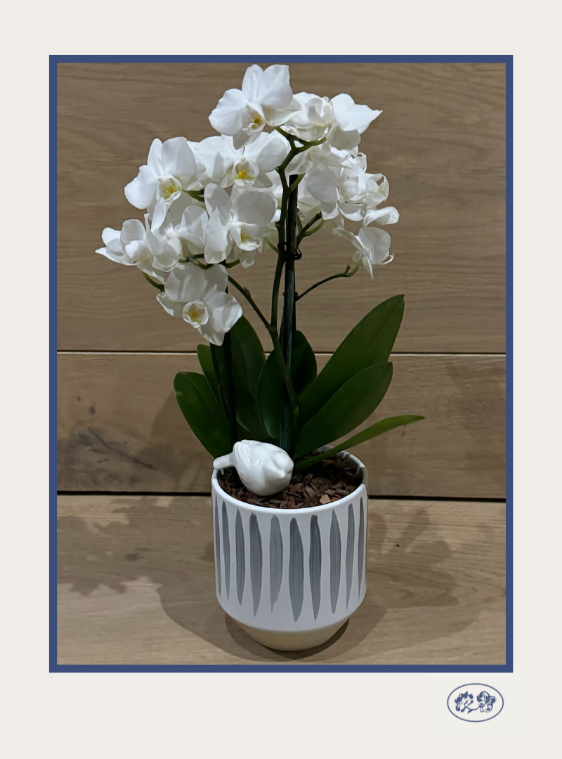 Orquídea Mini Maceta Chica