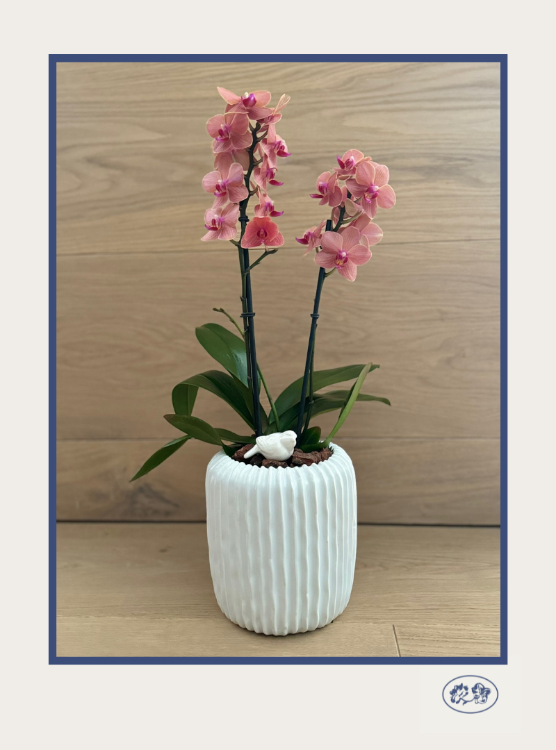 Orquídea Mini Maceta Mediana