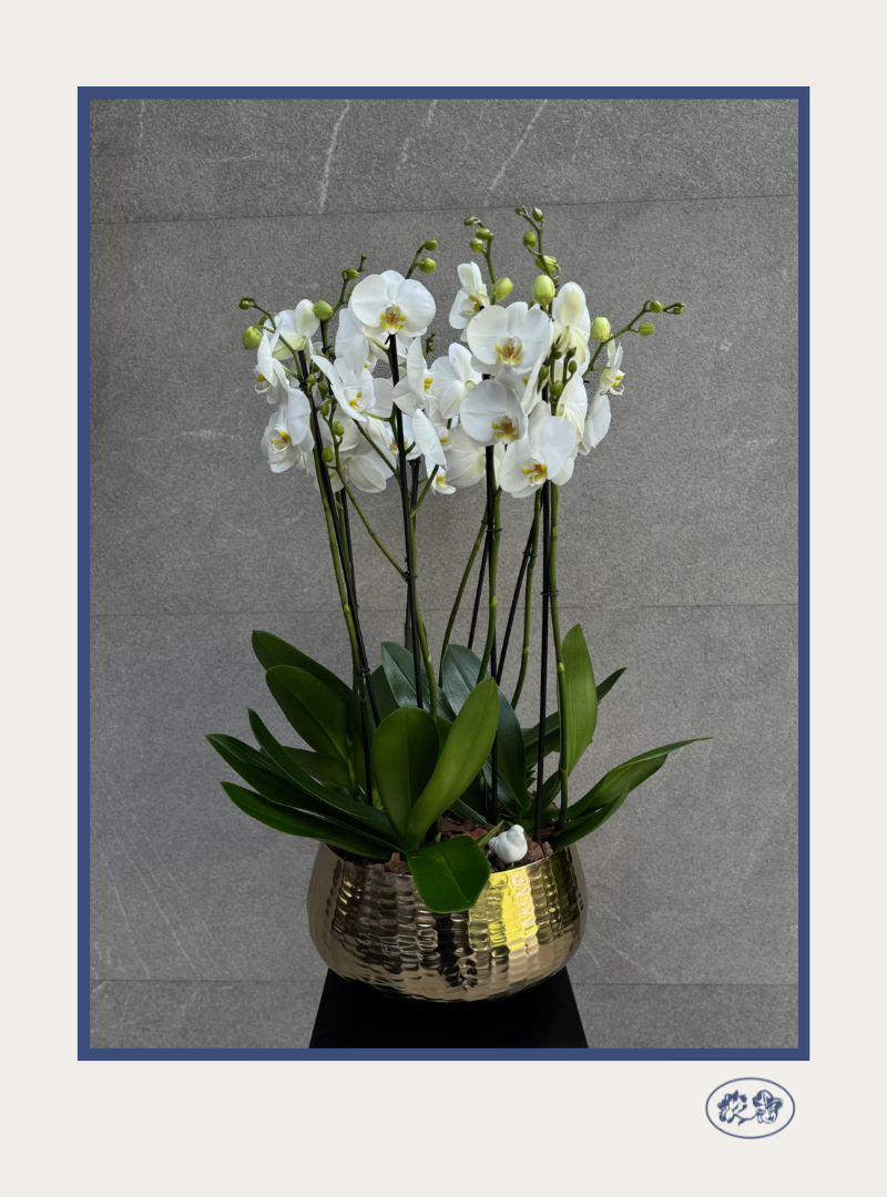 Orquídea Multiflora Extra Grande