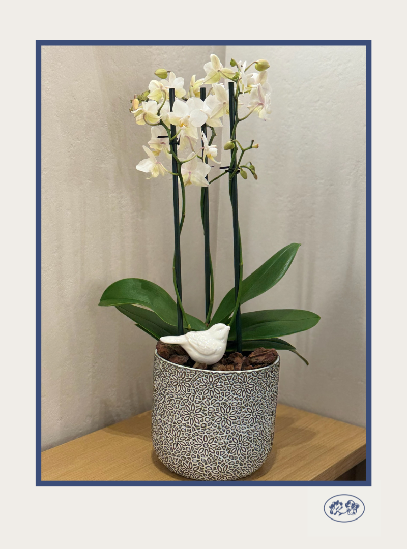 Orquídea Multiflora
