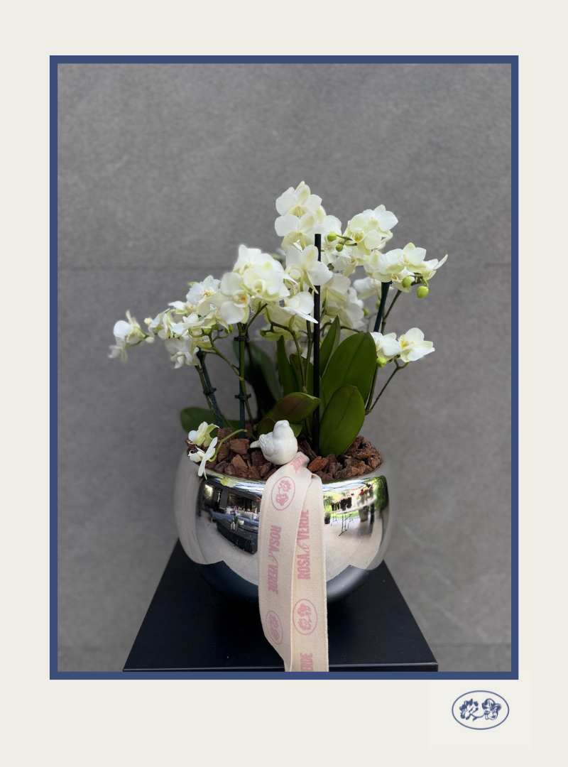 Orquídea Multiflora Mini