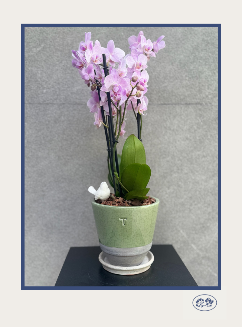Orquidea Phalaenopsis