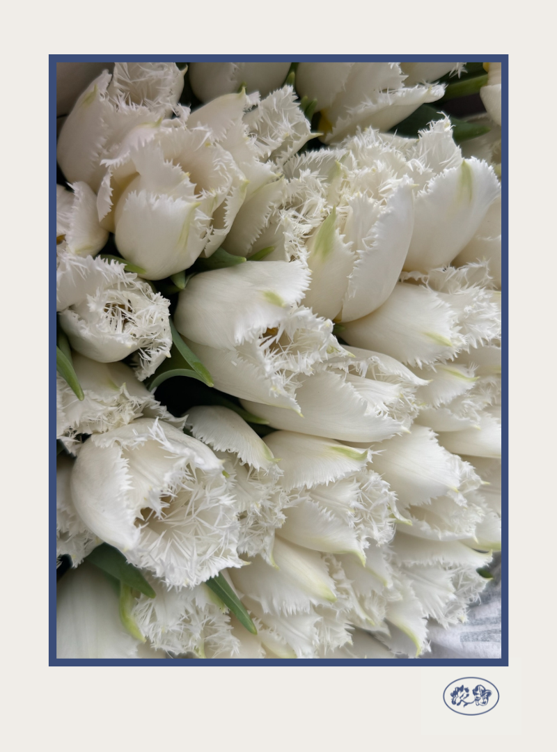 Tulipanes Valentina